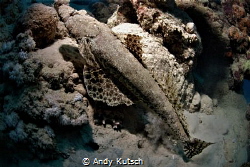 crocodile fish resting on the reef by Andy Kutsch 